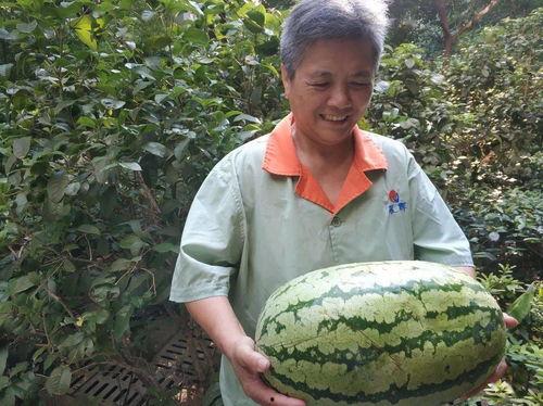 吃瓜物业,揭秘社区生活那些事儿