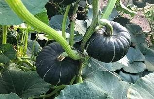 红色小瓜怎么吃,探索美味与营养的完美结合