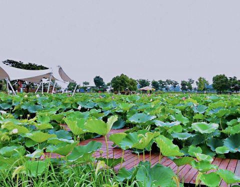 金湖公园吃瓜,清凉一夏，共享瓜果飘香