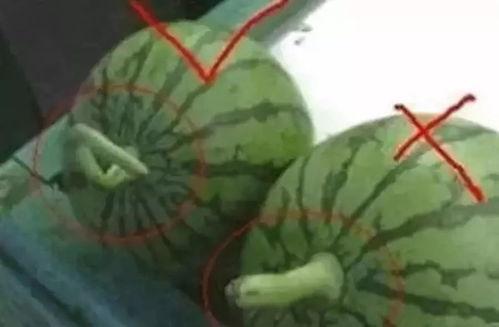 吃瓜群众手中的西瓜,揭秘吃瓜群众手中的西瓜传奇