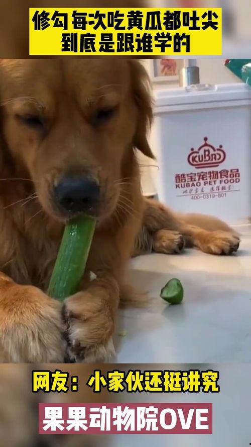 小狗吃瓜呕吐,宠物饮食安全引关注