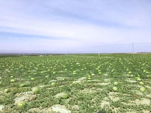 吃瓜树上石头,一场别开生面的夏日奇遇