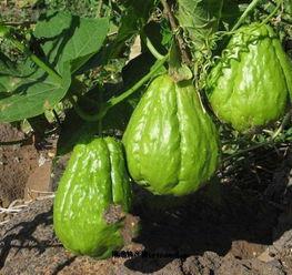 佛手瓜吃苗能结瓜吗,能否结瓜的秘密解析