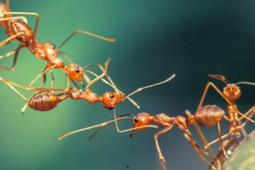 蚂蚁吃瓜成语大全,成语故事里的智慧与趣味