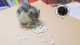 仓鼠分享吃瓜,萌宠美食新风尚