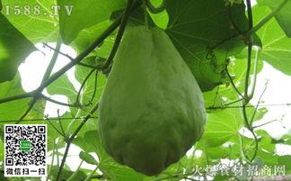 绿梨瓜吃皮,营养新发现，美味新体验