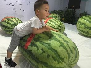 最新缅甸吃瓜事件