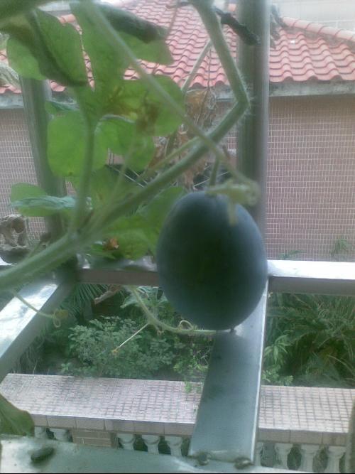 阳瓜空腹可以吃吗,适宜还是禁忌？