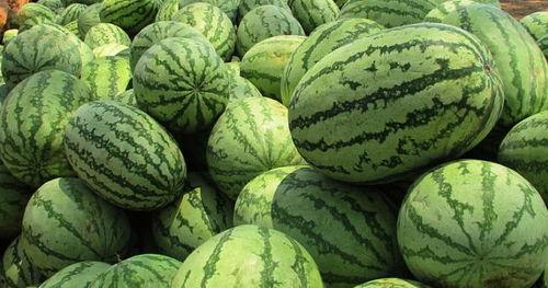 梦见自己吃瓜孑,揭秘梦中吃瓜的神秘寓意