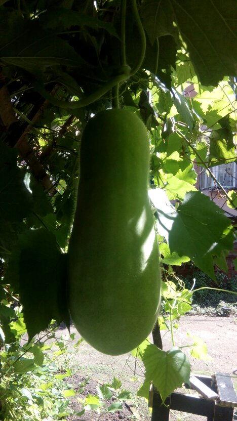 吃瓜专业人士,如何成为吃瓜达人