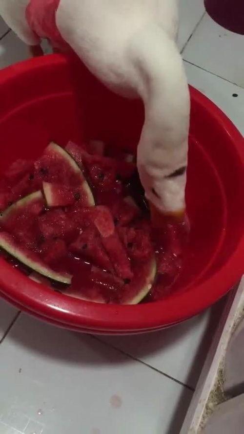 鹅吃瓜我吃鹅,鹅吃瓜我吃鹅的生态奇观