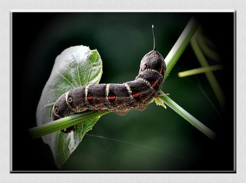 麦穗吃小瓜虫,共生共荣的生态奇观