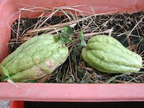 圆形观赏瓜可以吃吗