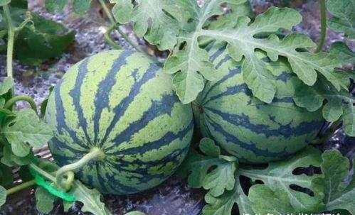 吃瓜的阳光,揭秘瓜界风云