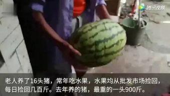 网上视频吃瓜,揭秘娱乐圈幕后真相