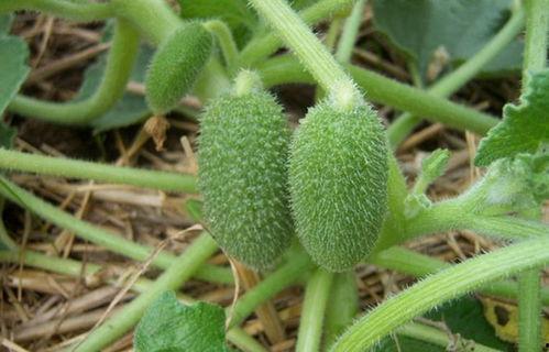 喷瓜可以吃,揭秘可食用喷瓜的独特魅力