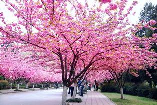 吃瓜樱花校园,揭秘青春校园的甜蜜与苦涩