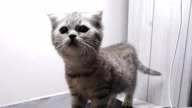 吃瓜的喵仔,揭秘娱乐圈那些事儿