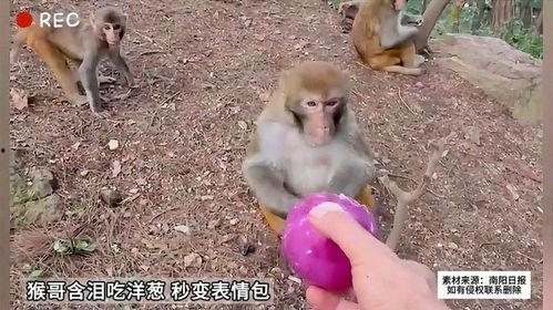 猴哥吃瓜表情包,笑料横生的网络文化现象