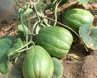 吃瓜吃到毒瓜怎么办视频,吃瓜群众如何应对意外风险