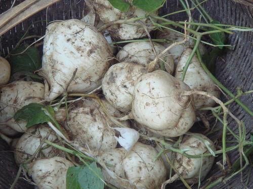 吃瓜达人6,瓜界风云录